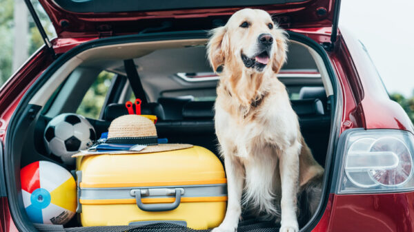 pet friendly travel
