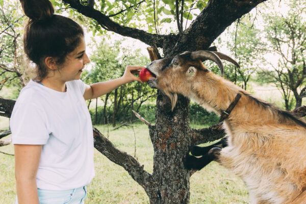 animal behavior